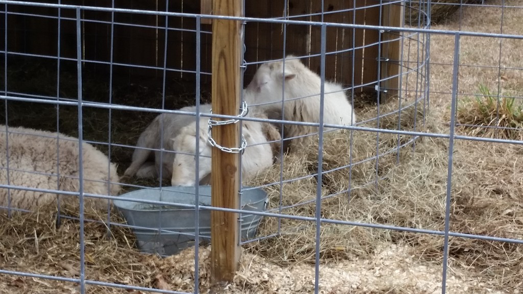 The ram flock, four days after putting them together.